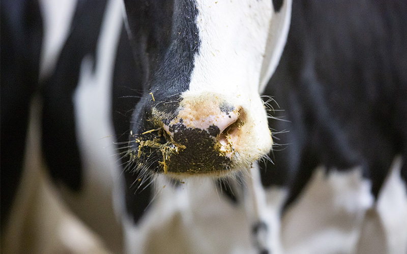 USDA PVP_500500 Background Image Nose of dairy cow.