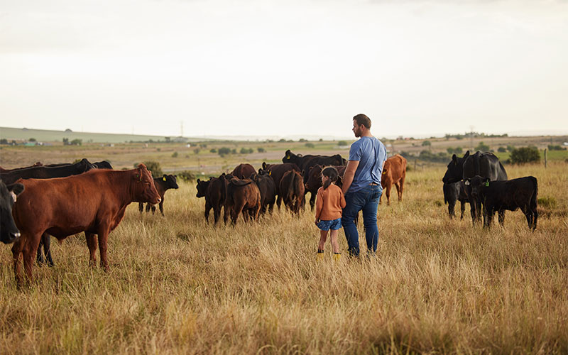 USDA PVP_500500 Background Image Dad and daughter in field with cattle.