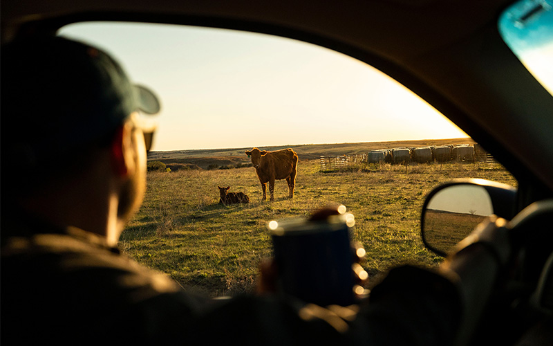 USDA PVP_500500 Background Image Producer looking at cow and calf from truck.