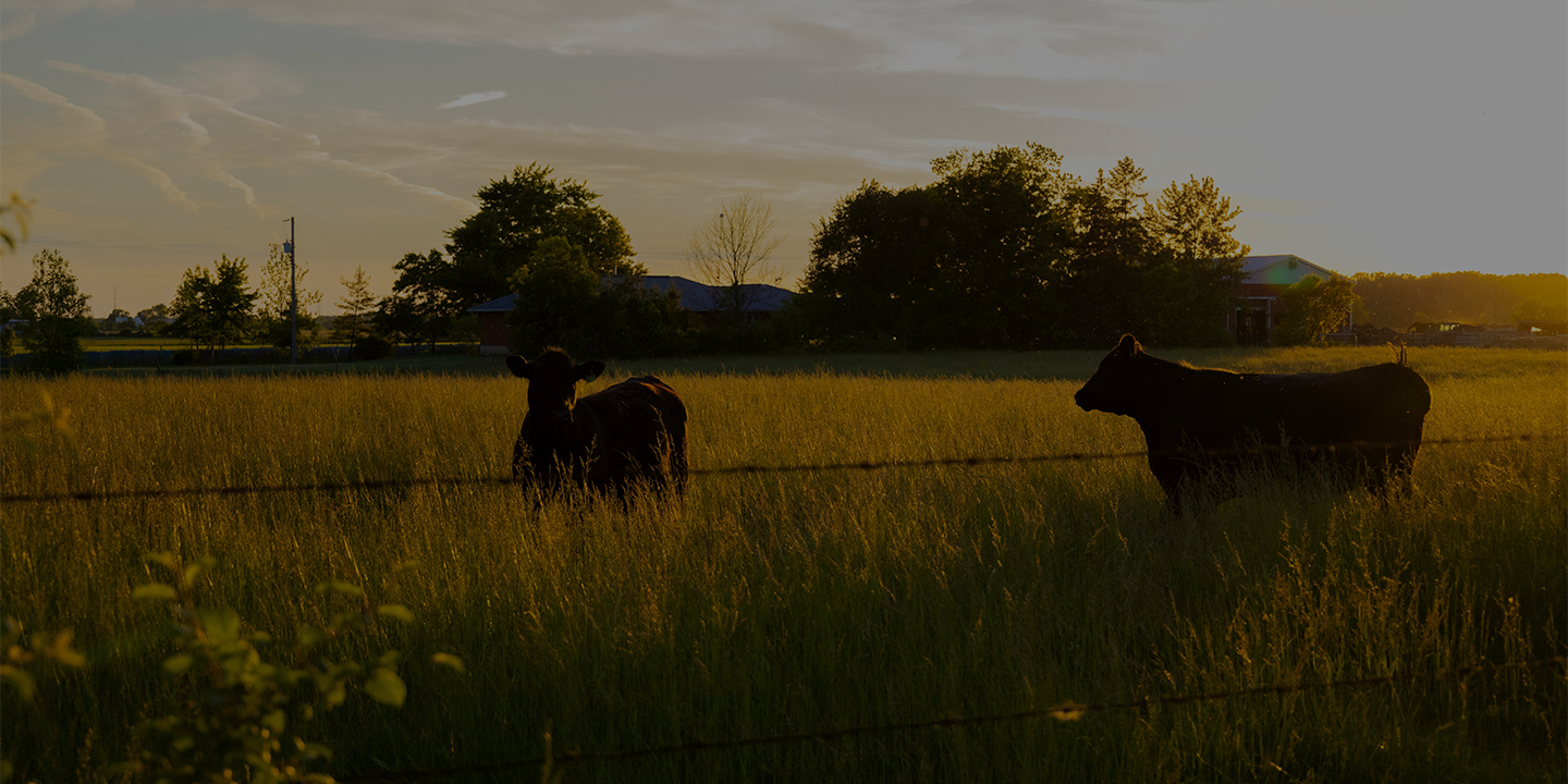 Careers_1440720 Page Banner Beef cattle grazing in field.