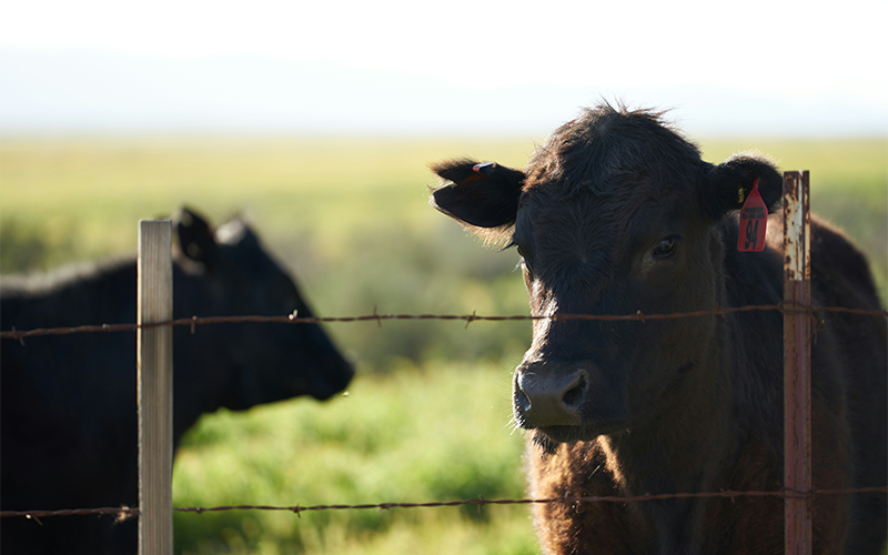 Beef cattle_72ppi ContentBody Image Beef cattle in field behind fence.