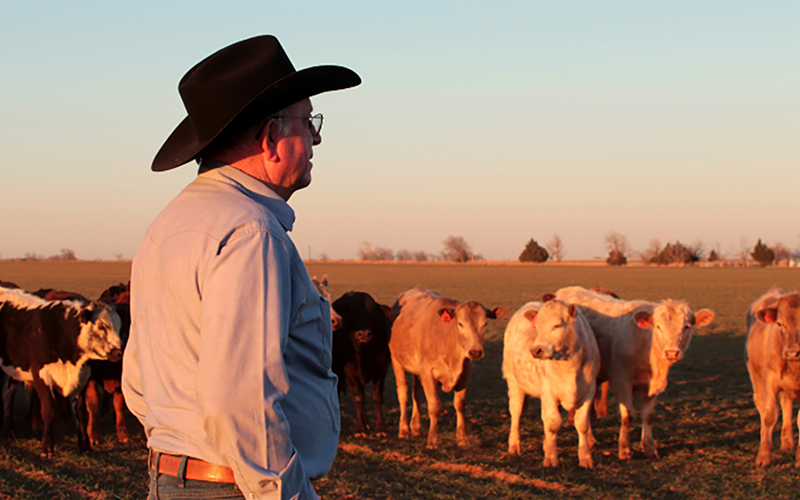 Rancher_72ppi ContentBody Image Rancher looking at cattle.
