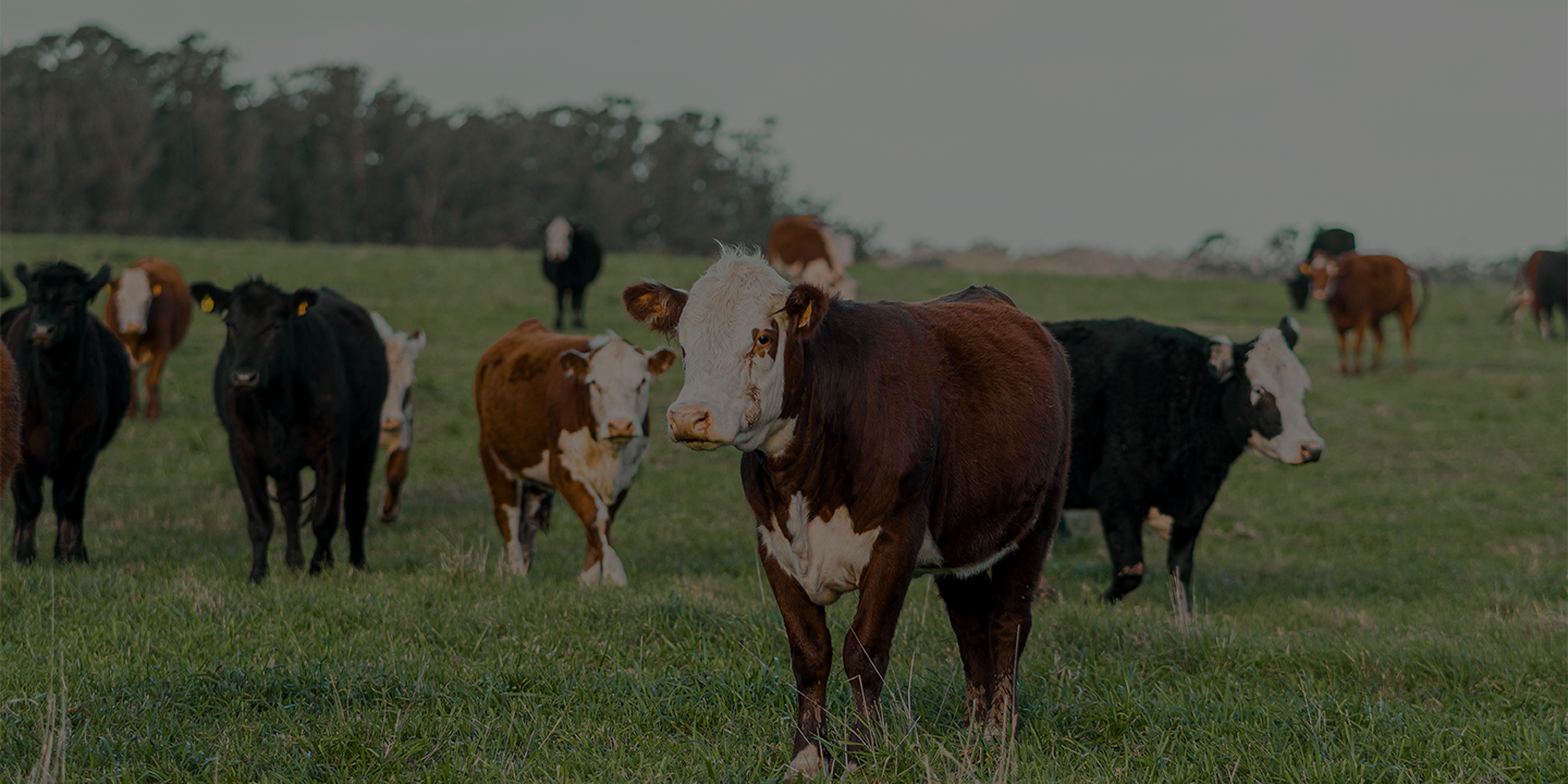 Producer looking at cow and calf from truck.