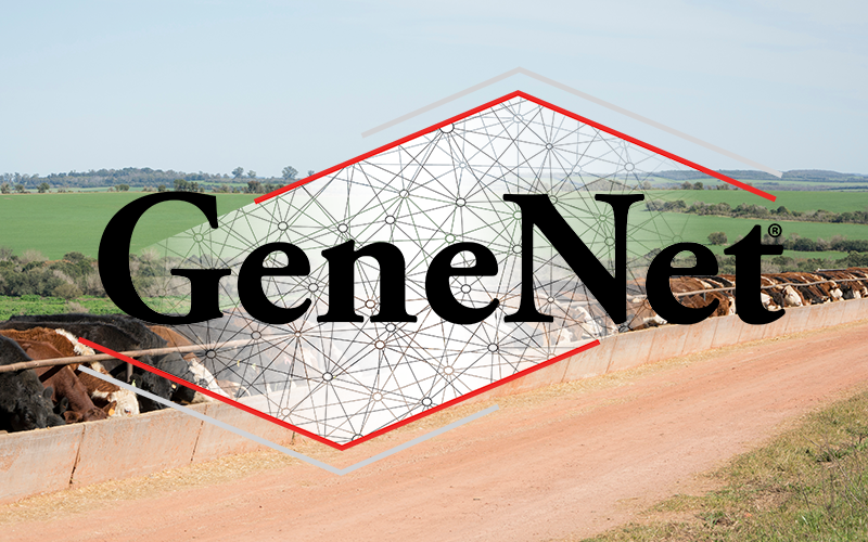 GeneNet Logo_72ppi ContentBody Image GeneNet logo with cattle in the background.