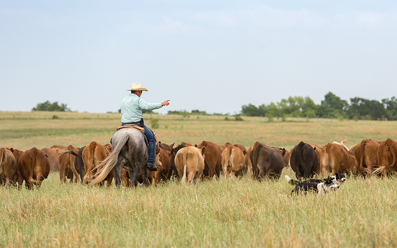 Cowboy_75ppi ContentBody Image Cattle drive with dogs.