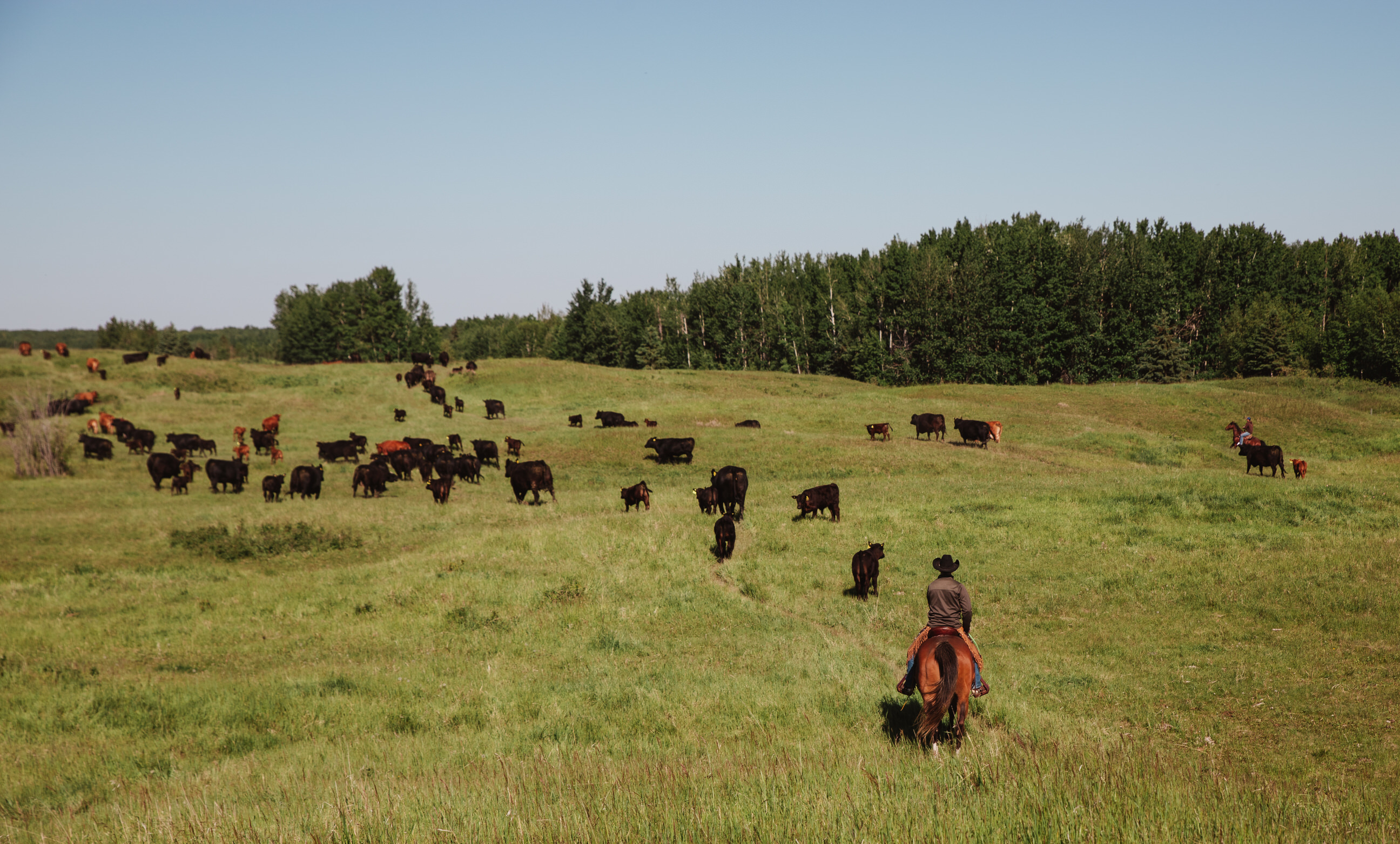 Driving Cattle Driving cattle on the range.