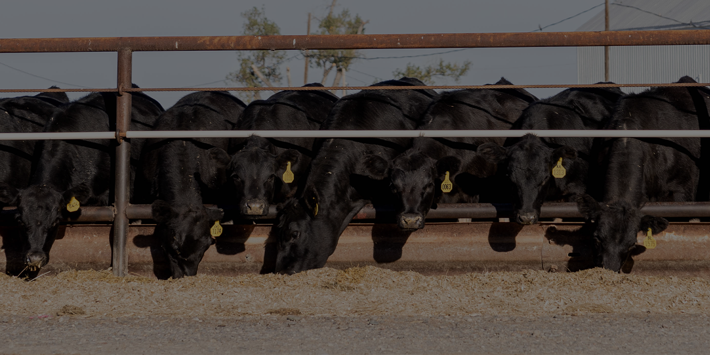 Filtered_Low Carbon Beef_1440720 Page Banner Filtered_Low Carbon Beef_1440720 Page Banner