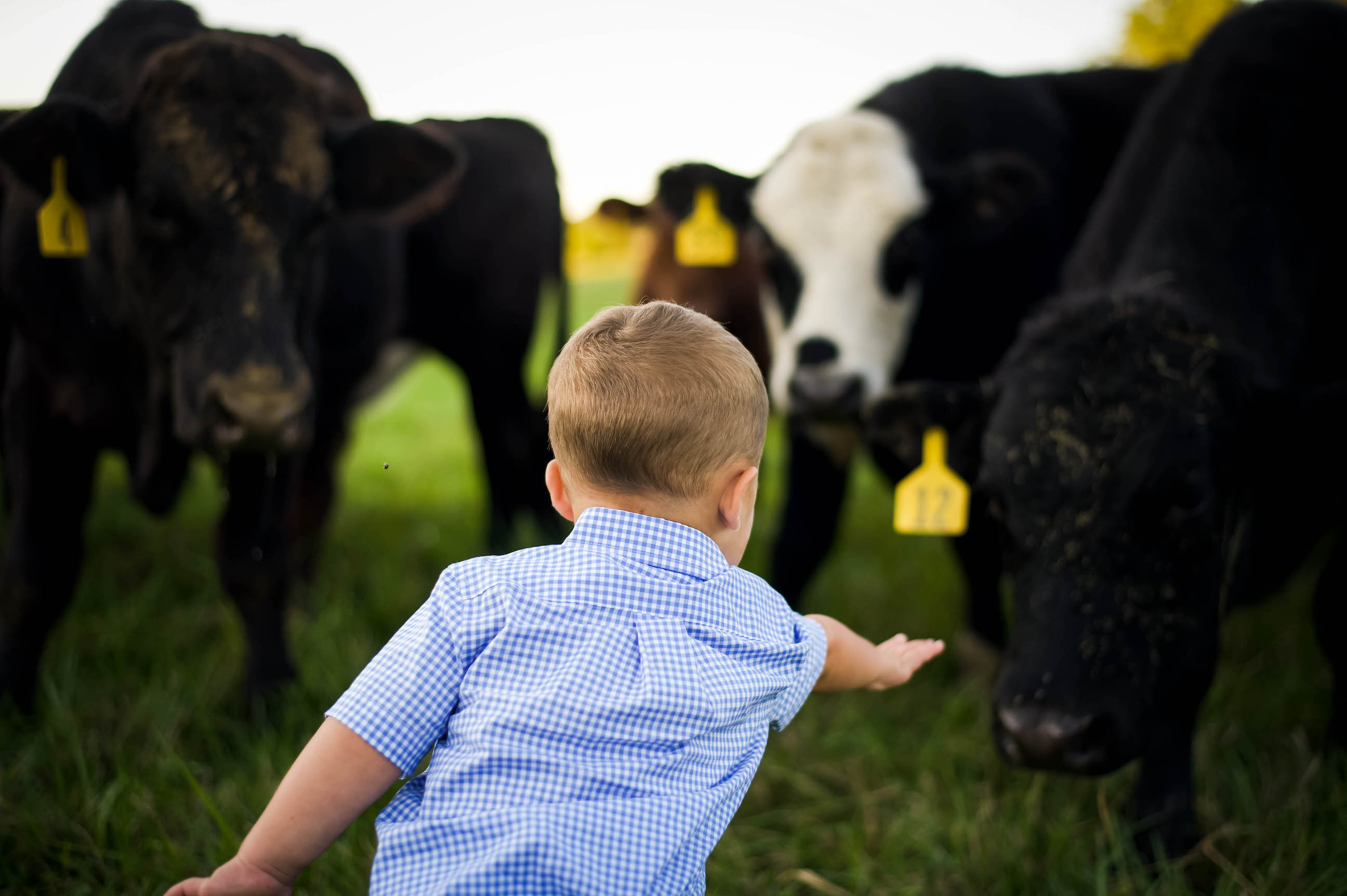 Boy and cattle