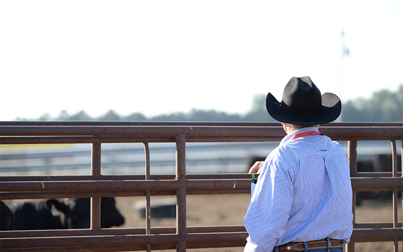 Cowboy_72ppi ContentBody Image Cowboy looking at cattle through gate.