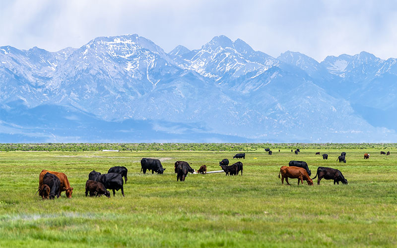 Mountains and Cattle_72ppi ContentBody Image Beef cattle grazing in front of mountains.